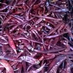 chile-arbol-sin-pata